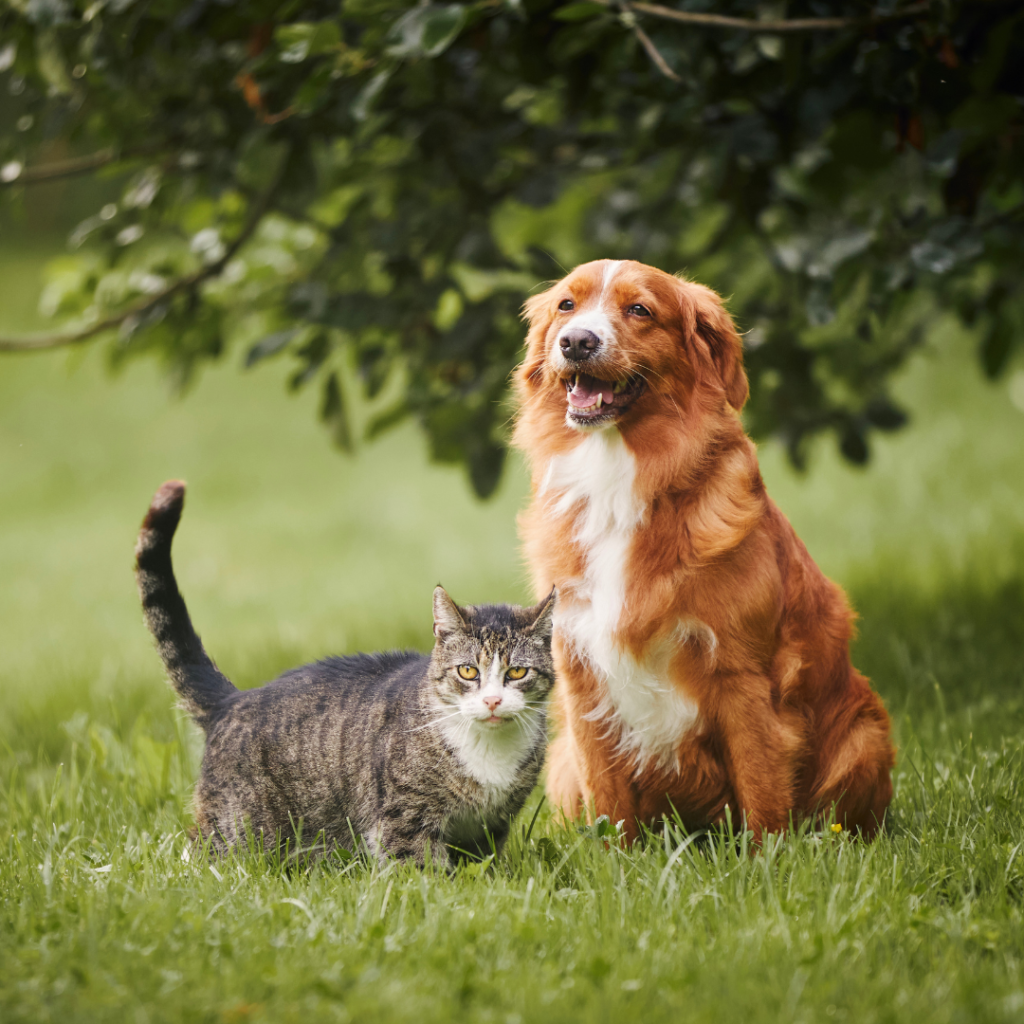 Imagem cão e gato